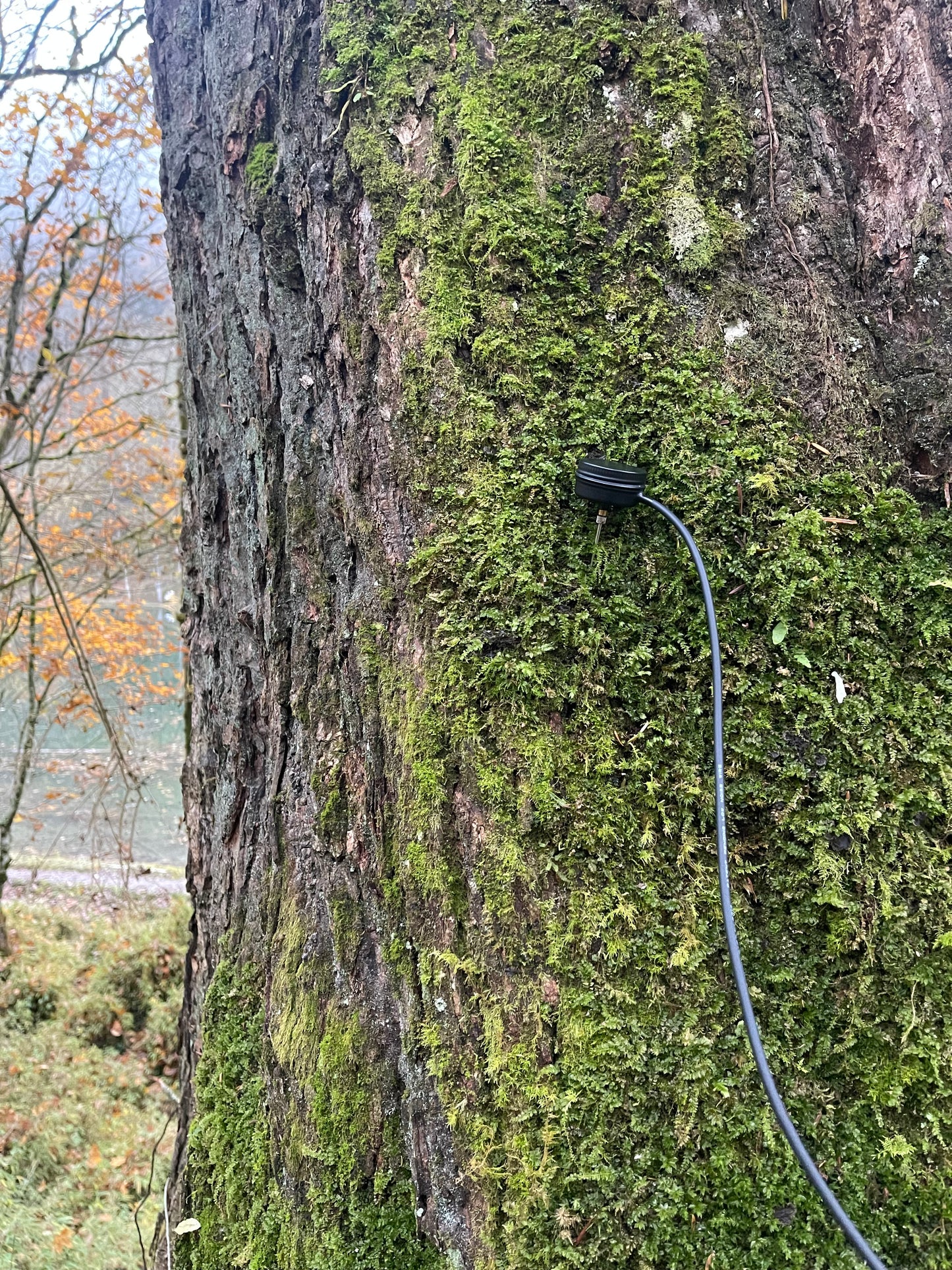 SUS Sonaris Contact Mic - Sound Unseen Space