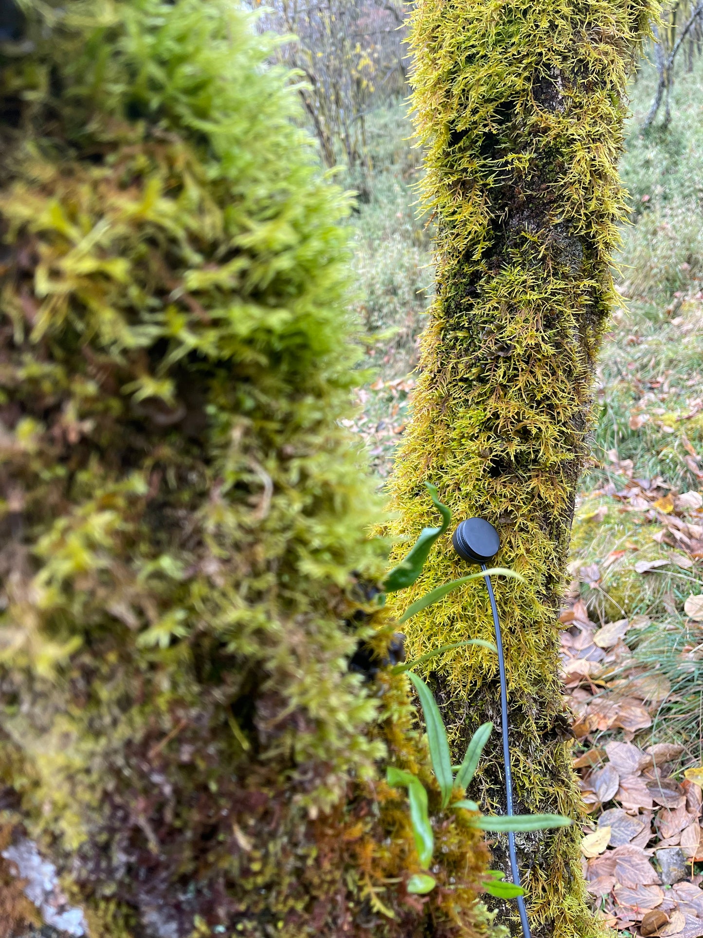 SUS Sonaris Contact Mic - Sound Unseen Space